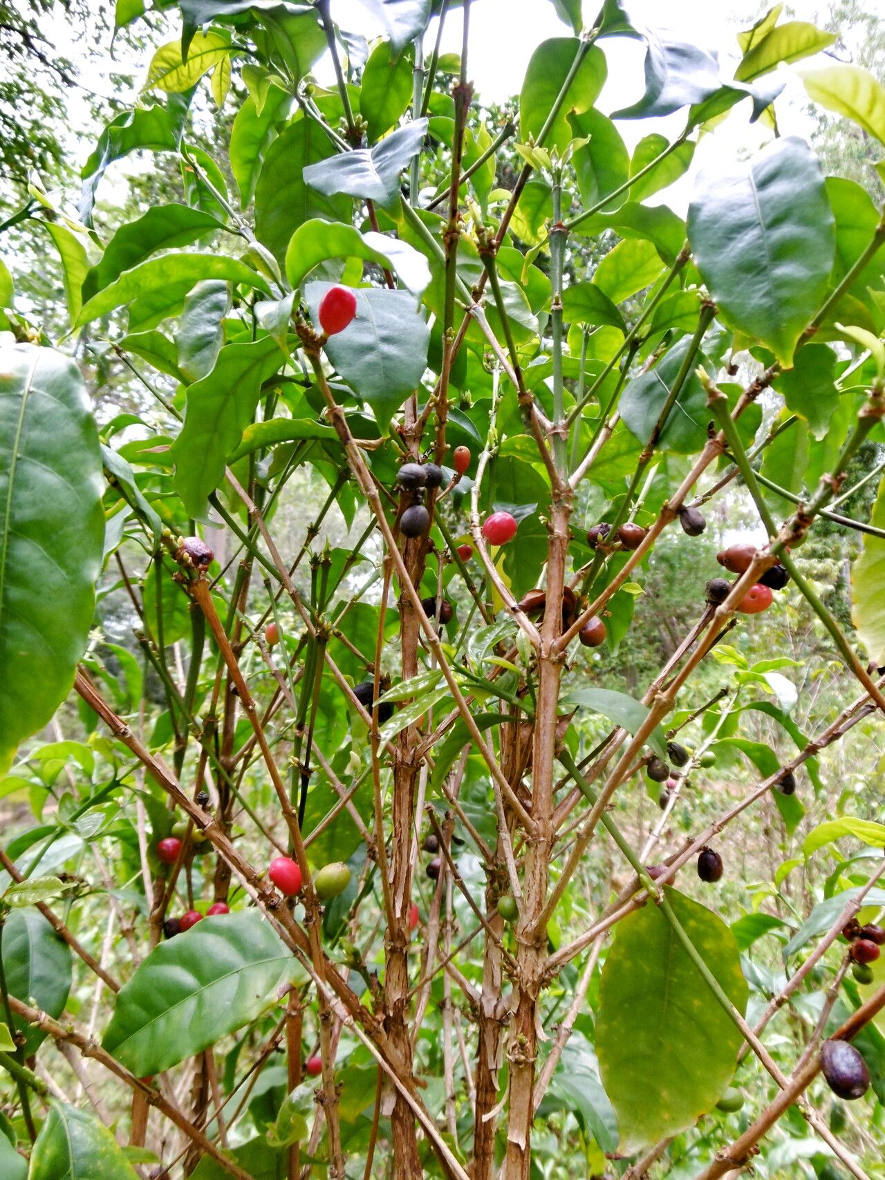 Coffea anthonyi — houseplant care guide