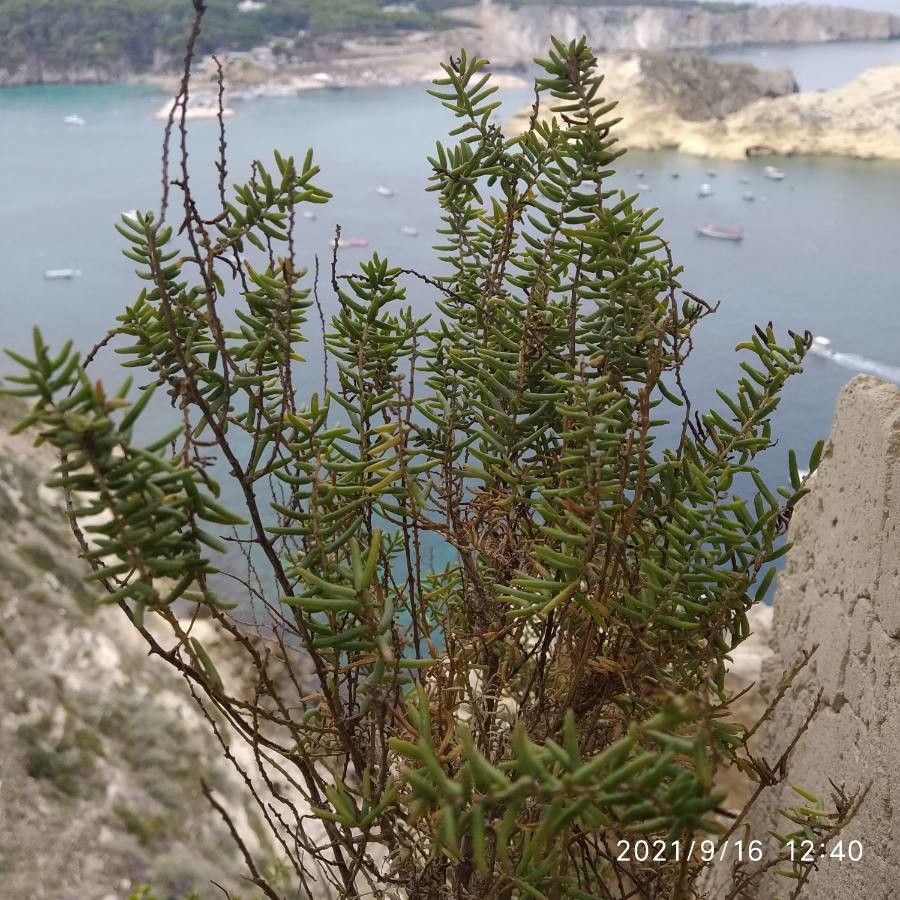 Suaeda vera — search result for 'Suaeda'