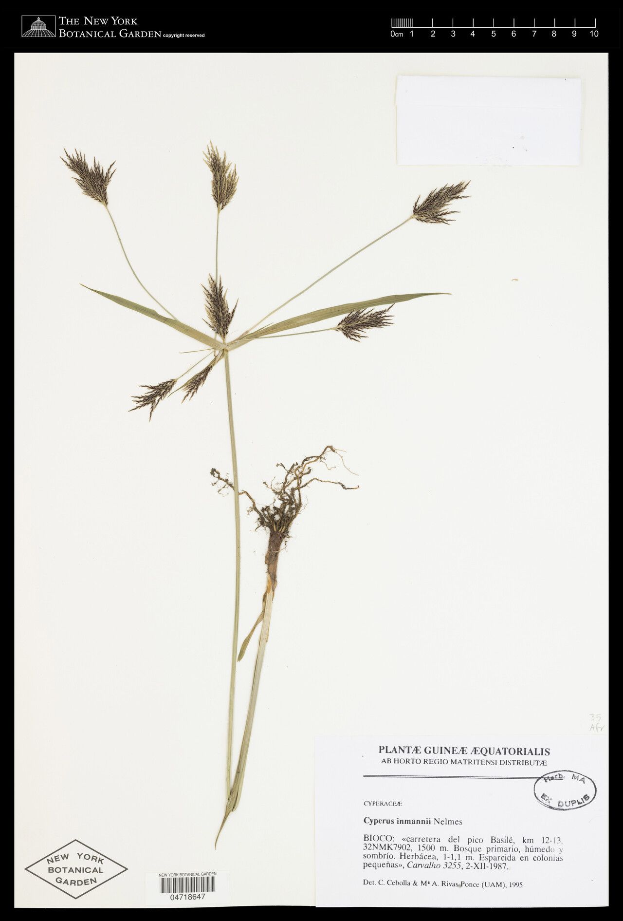 Cyperus koyaliensis — houseplant care guide