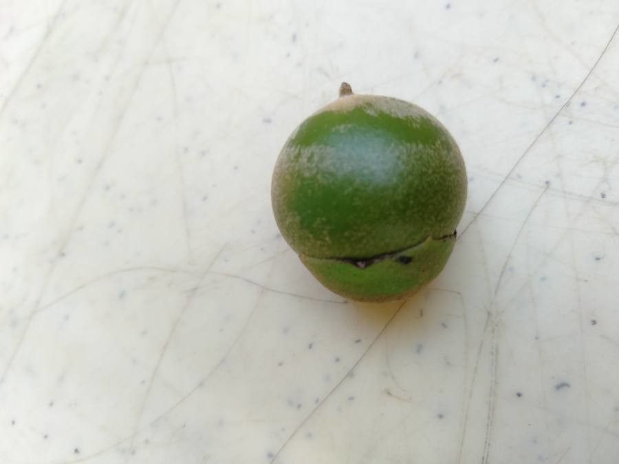 Diospyros maritima fruit