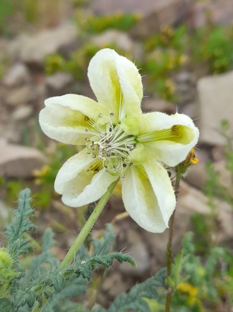 Caiophora clavata flower