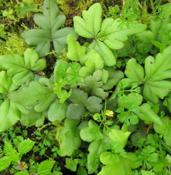 Polypodium hesperium — search result for 'Glycyrrhiza'