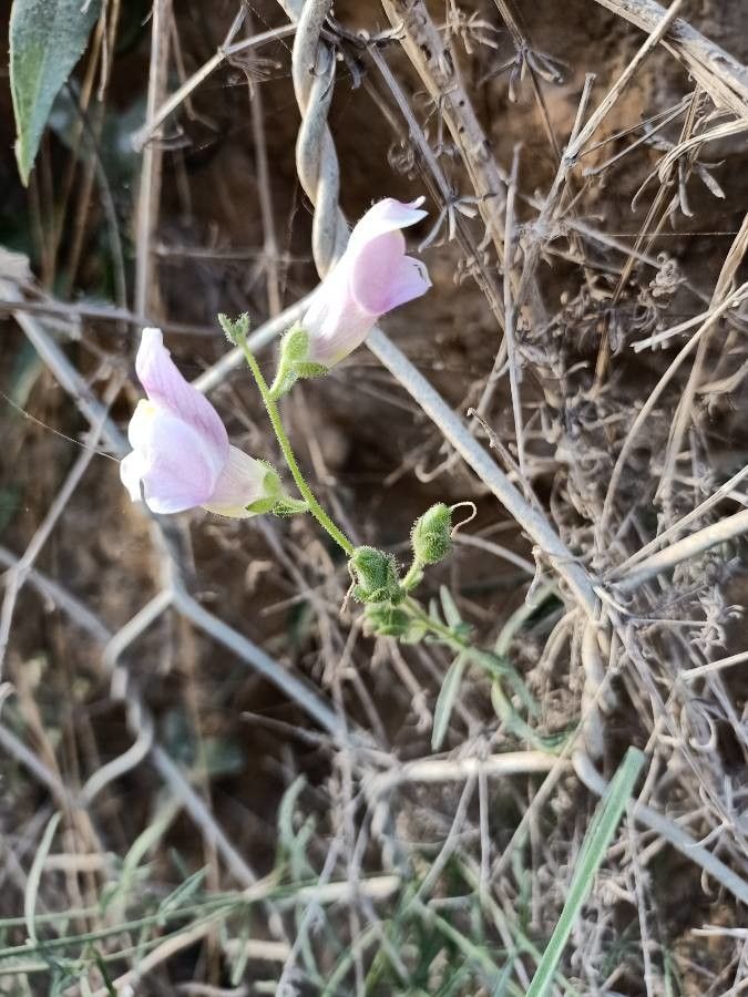 Antirrhinum barrelieri leaf