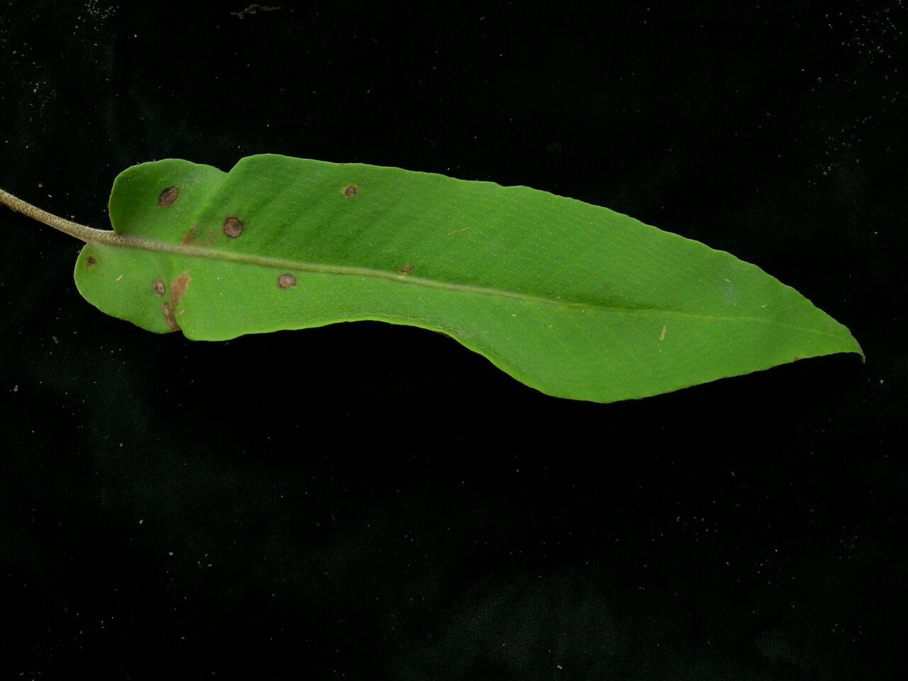 Pyrrosia flocculosa habit