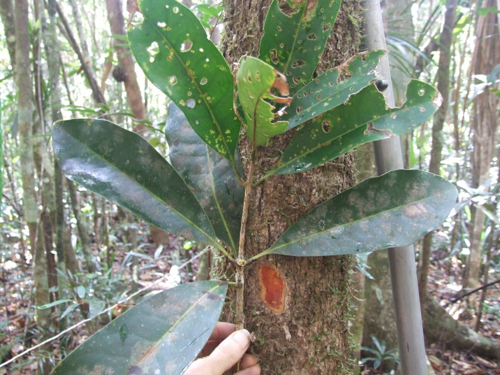 Chionanthus brachystachys