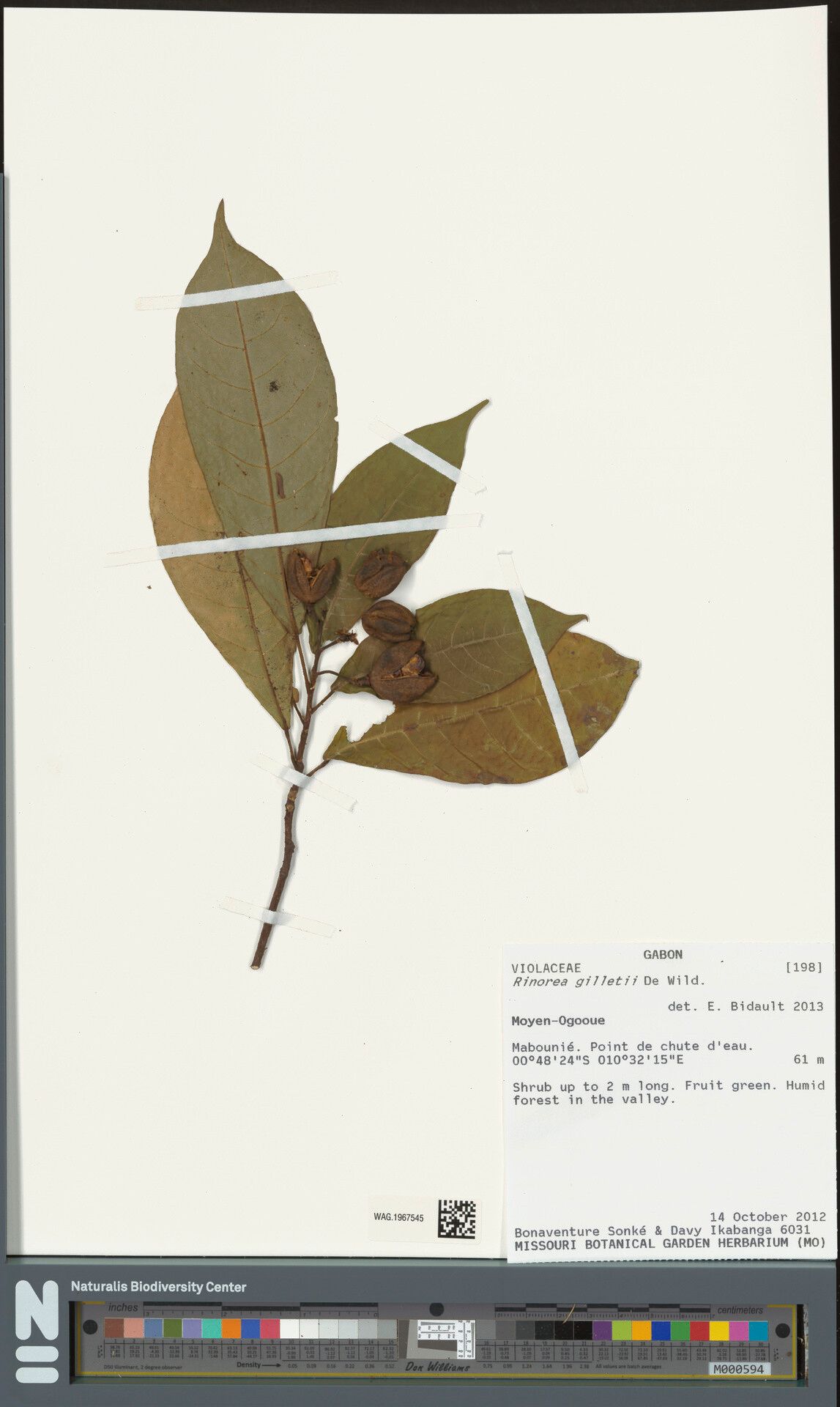 Rinorea gilletii — houseplant care guide