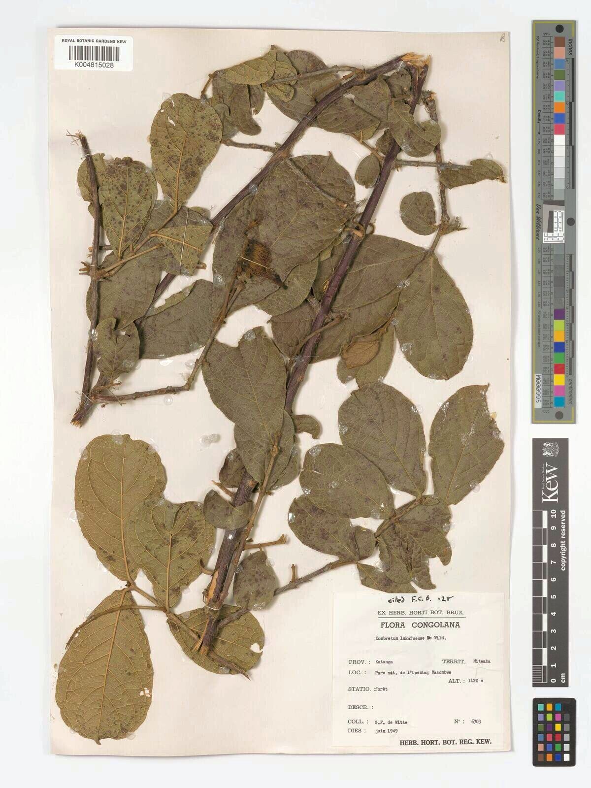 Combretum lukafuensis — houseplant care guide