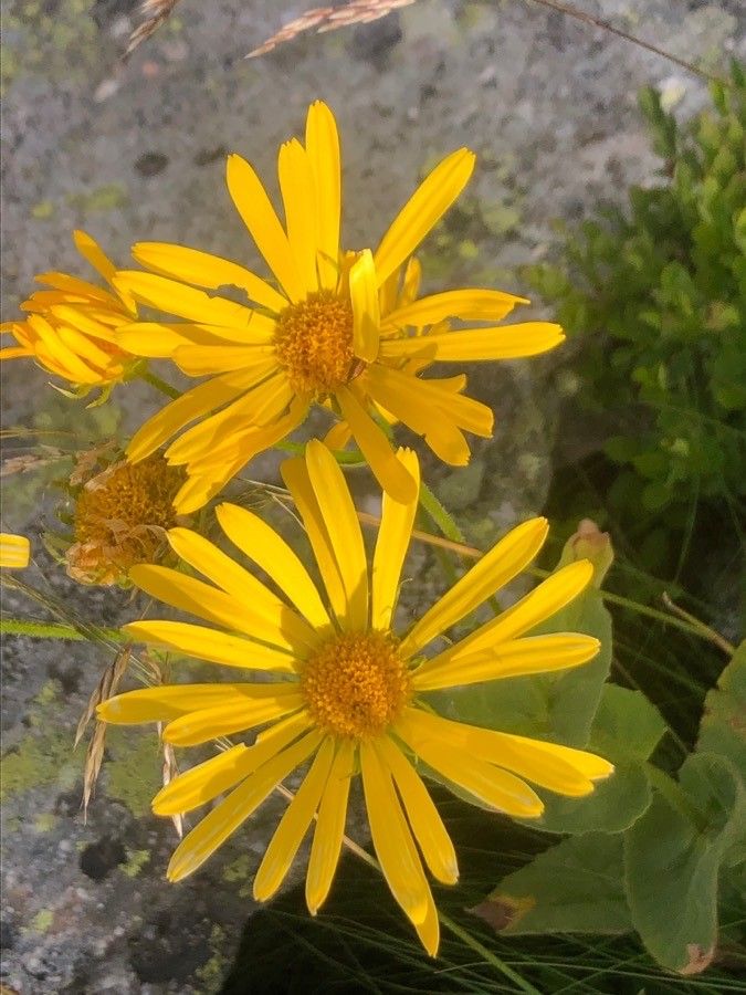 Doronicum plantagineum flower