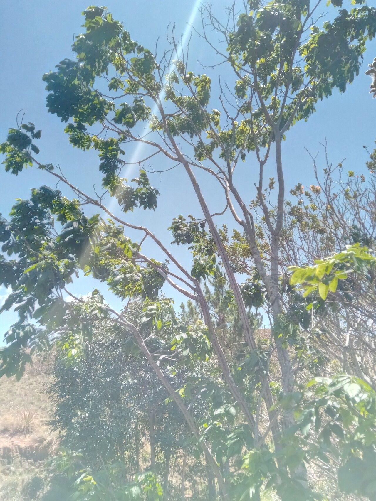 Dalbergia emirnensis habit