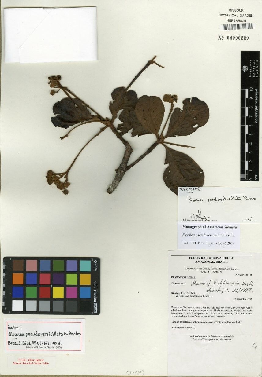 Sloanea pseudoverticillata — houseplant care guide