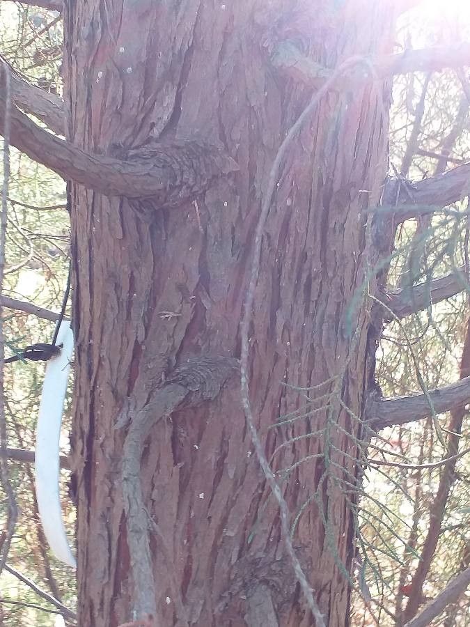 Cupressus gigantea bark