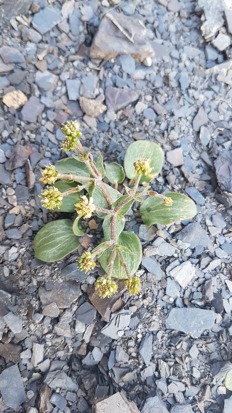 Ranunculus parnassifolius — search result for 'Parnassia'