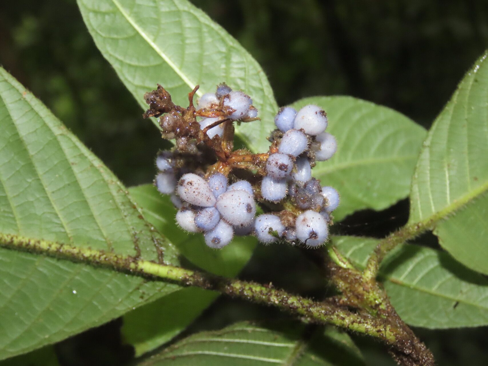 Palicourea pilosa — houseplant care guide