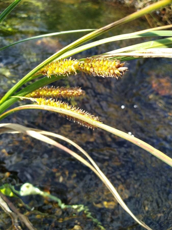 Carex rostrata flower