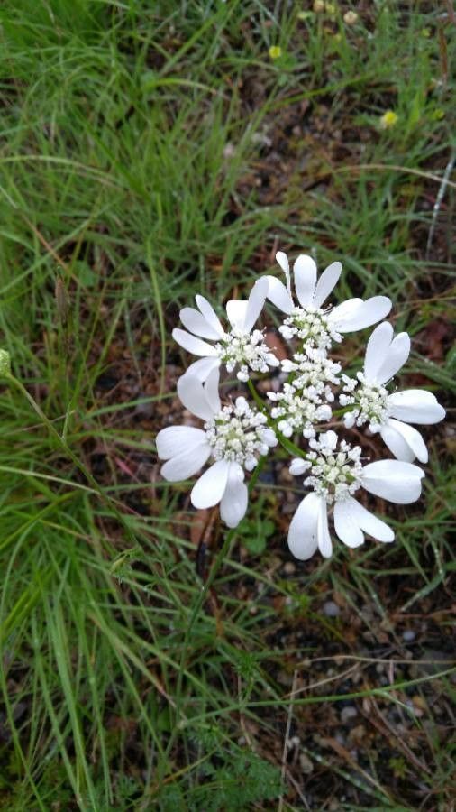 Orlaya grandiflora flower