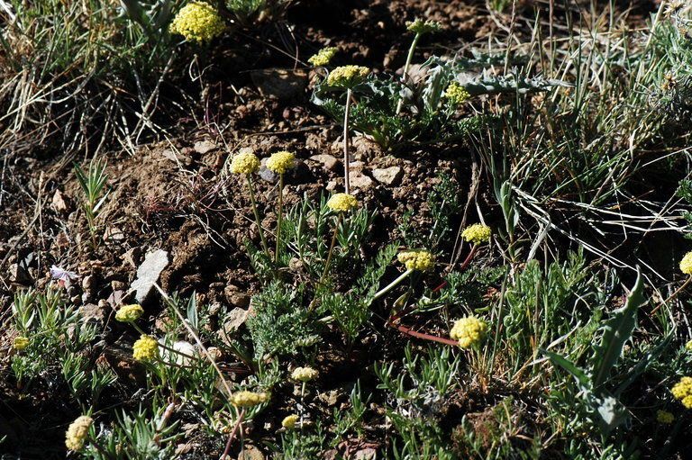 Lomatium austiniae habit