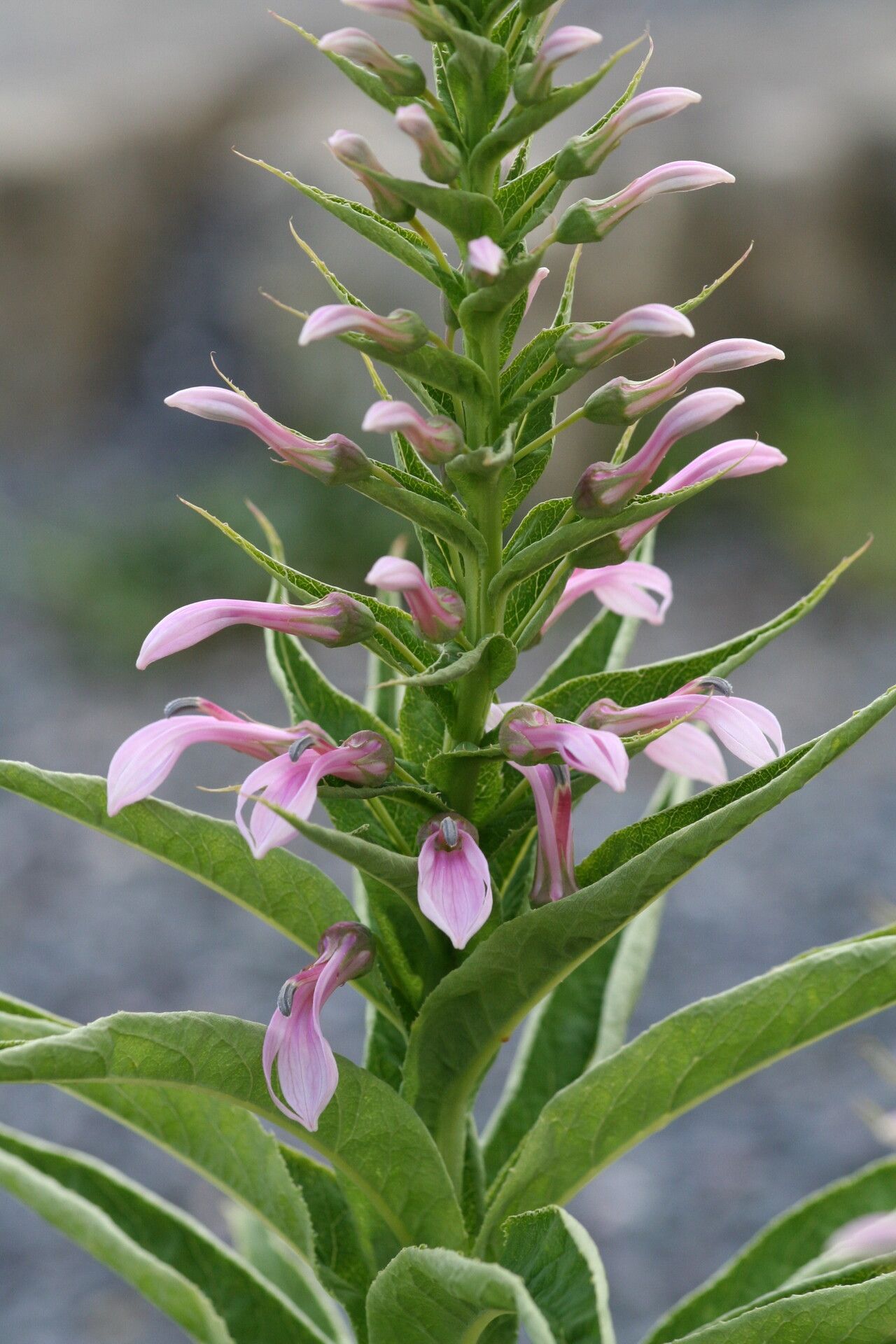 Lobelia bridgesii — houseplant care guide