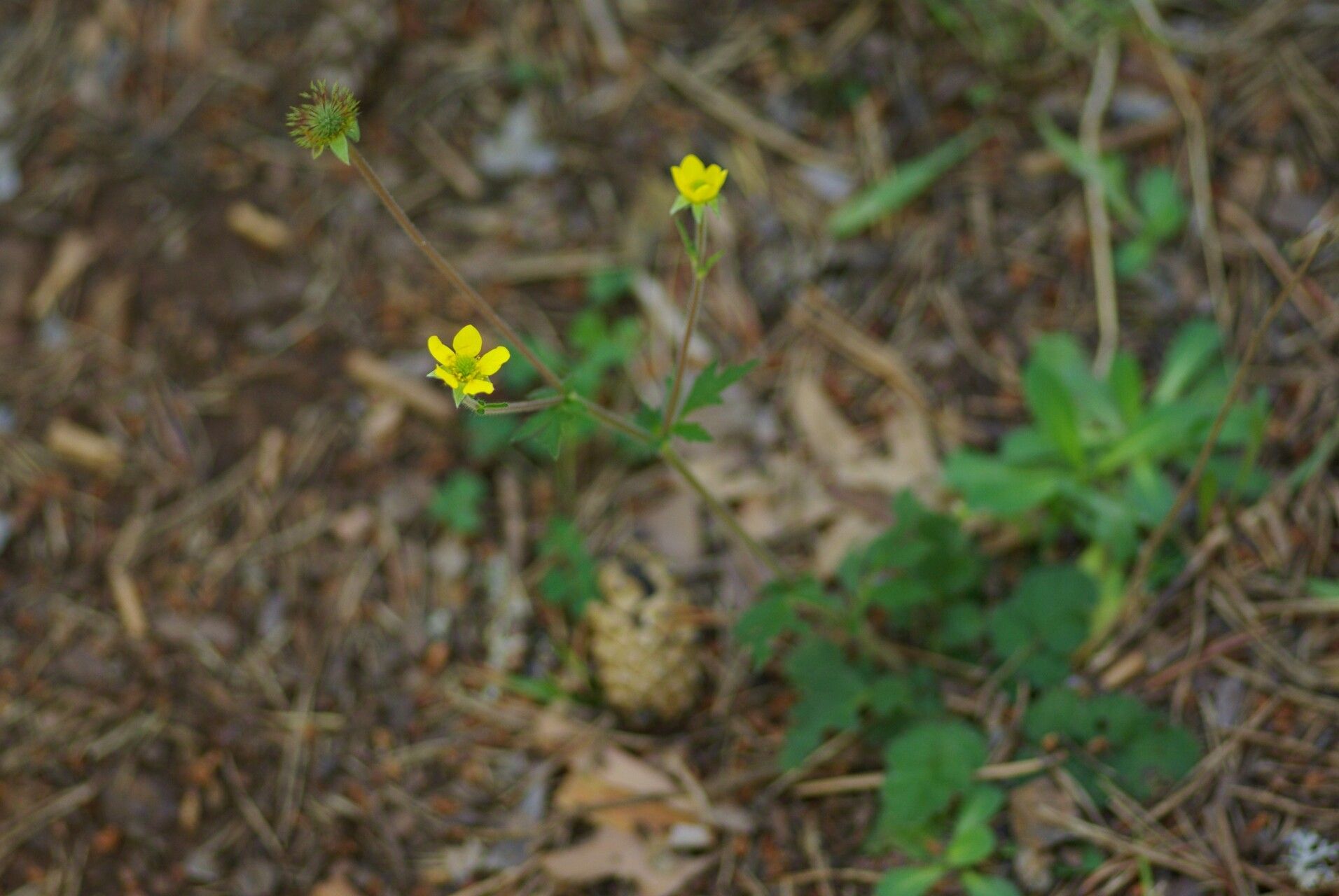 Geum hispidum flower
