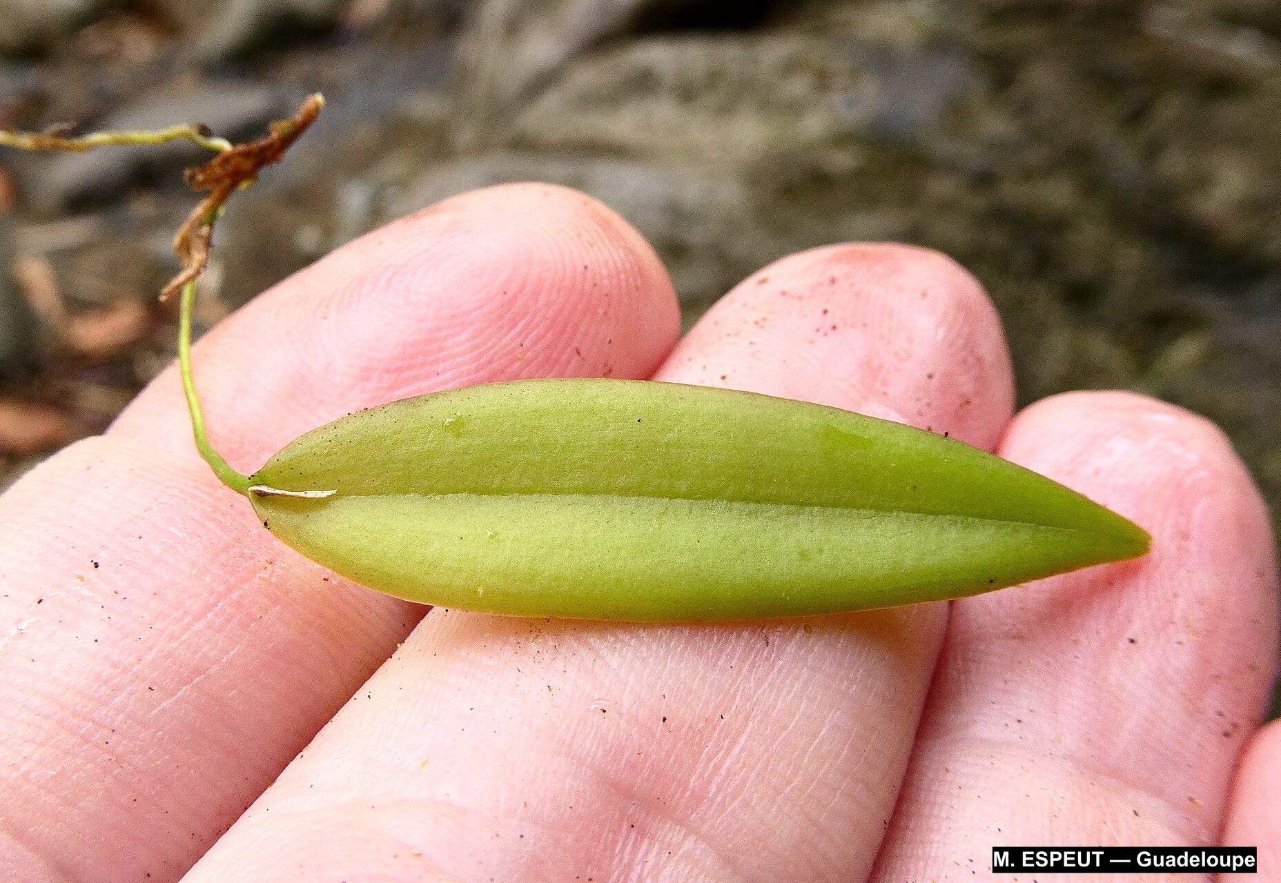 Acianthera angustifolia — related species from the same genus