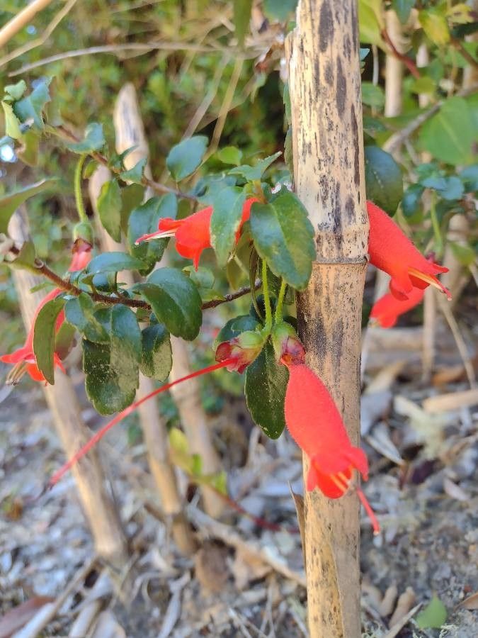 Mitraria coccinea flower
