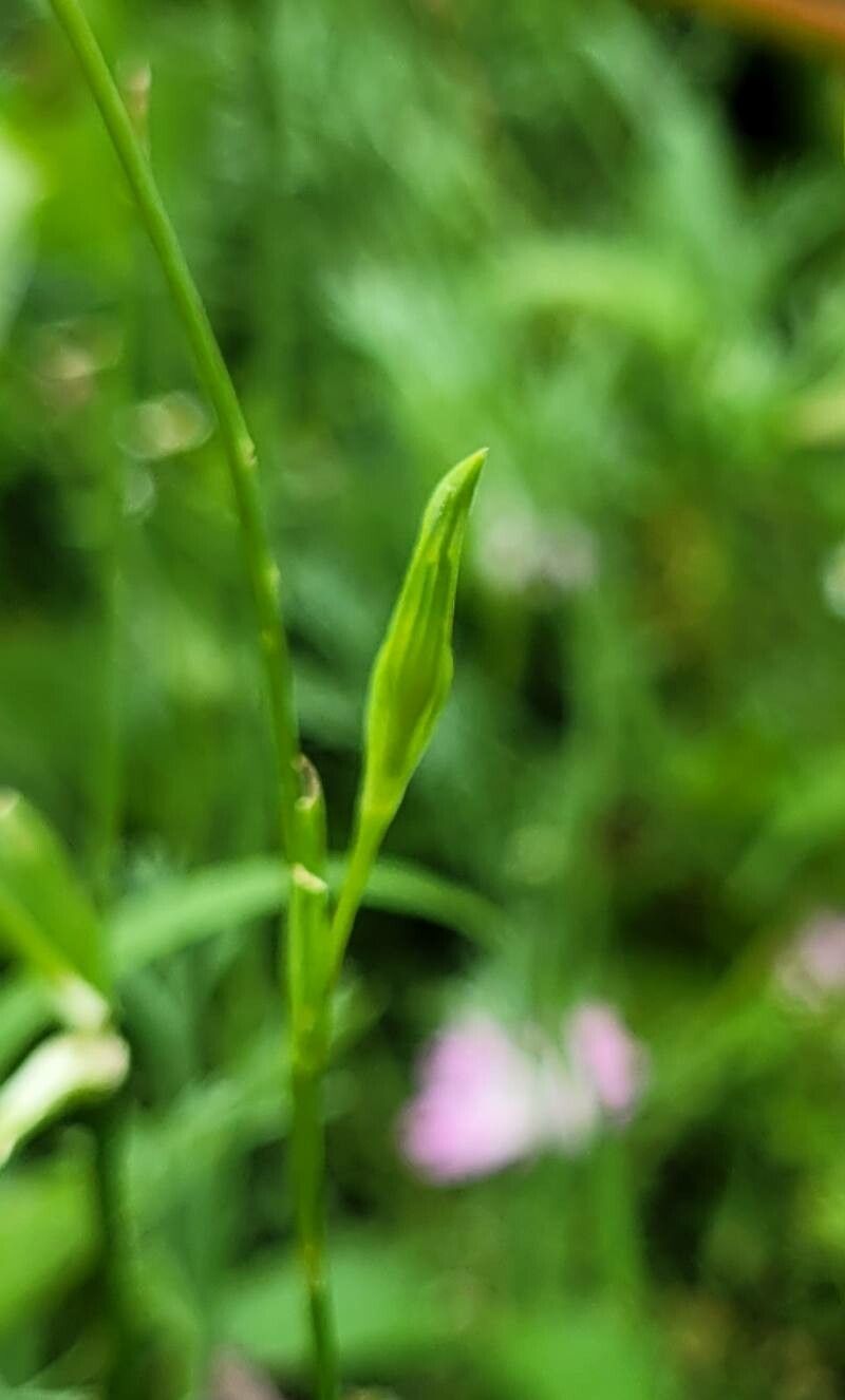 Eudianthe coelirosa leaf