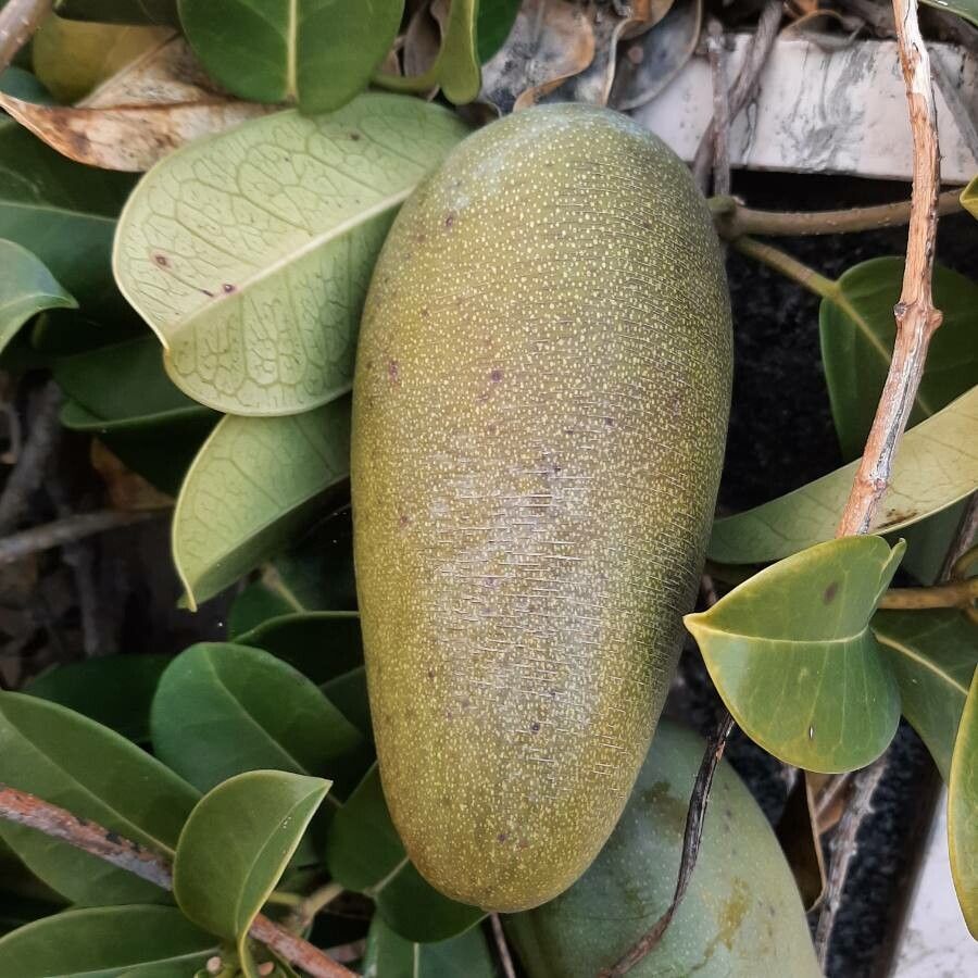 Stephanotis floribunda fruit