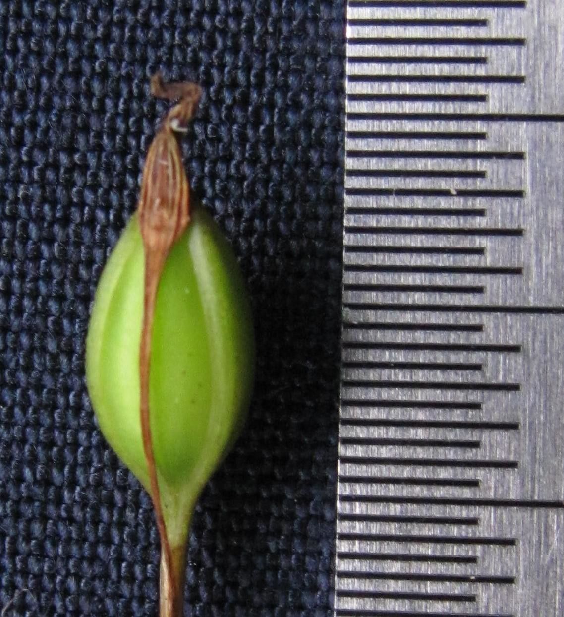 Cryptocentrum standleyi other