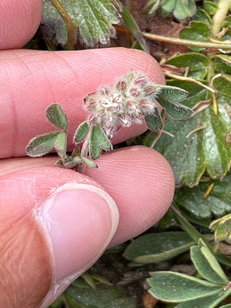 Trifolium saxatile flower