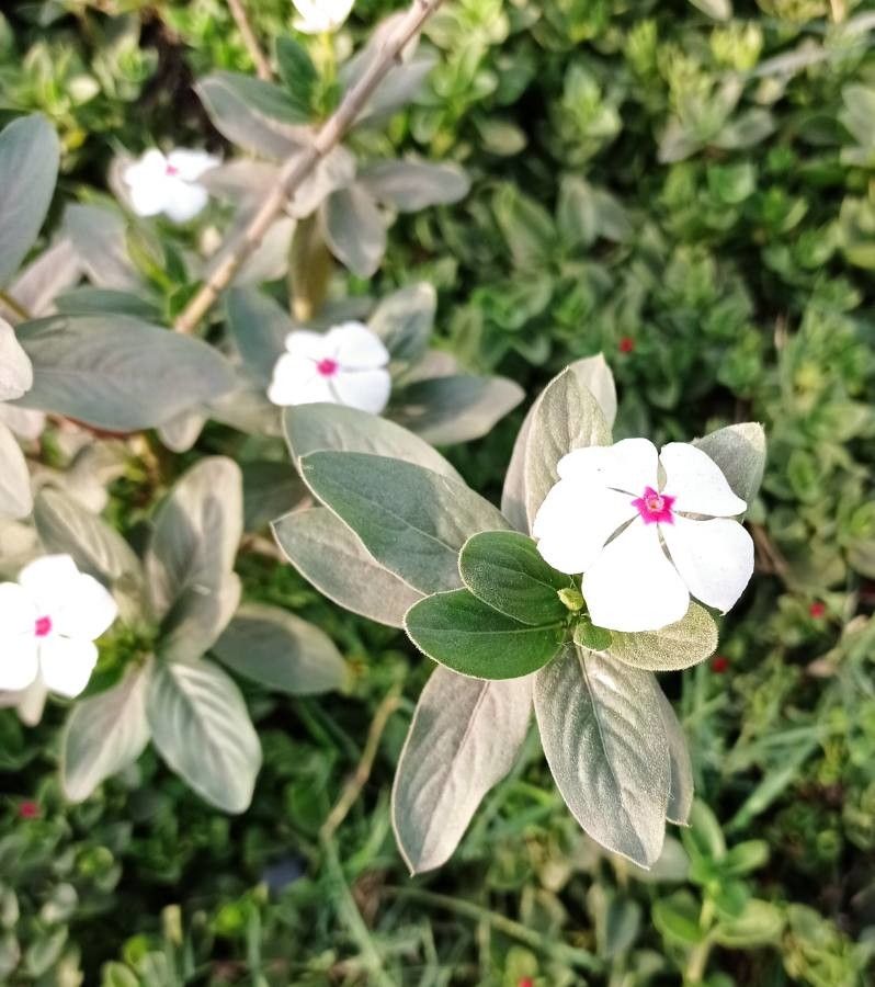 Catharanthus coriaceus