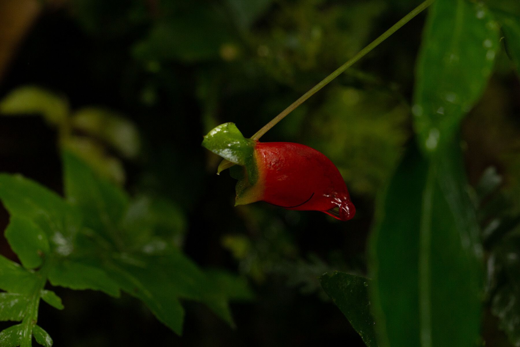 Impatiens keilii — houseplant care guide