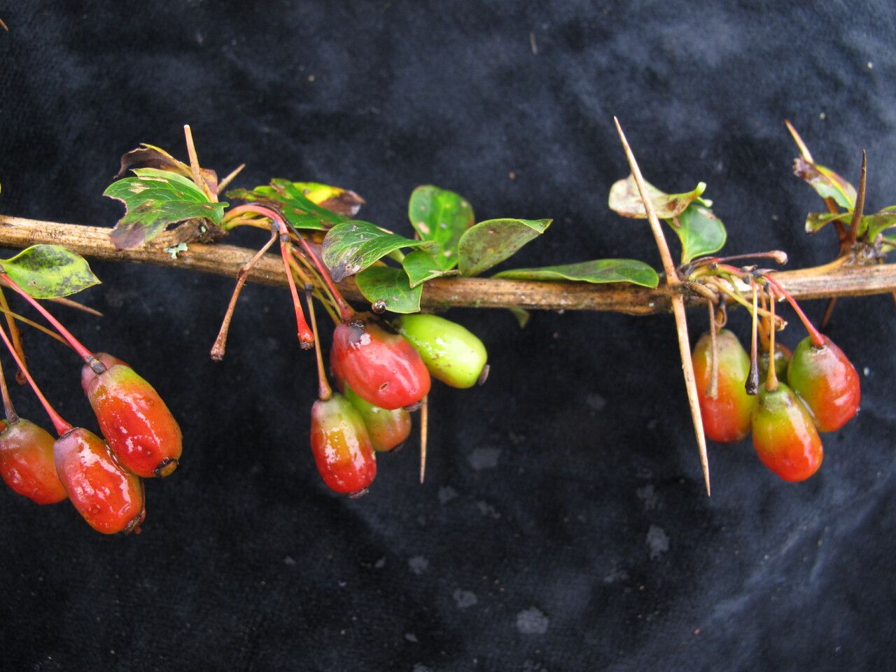 Berberis thomsoniana fruit