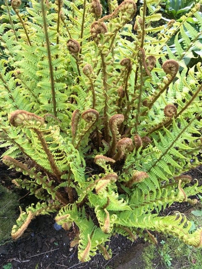 Dryopteris fragrans habit