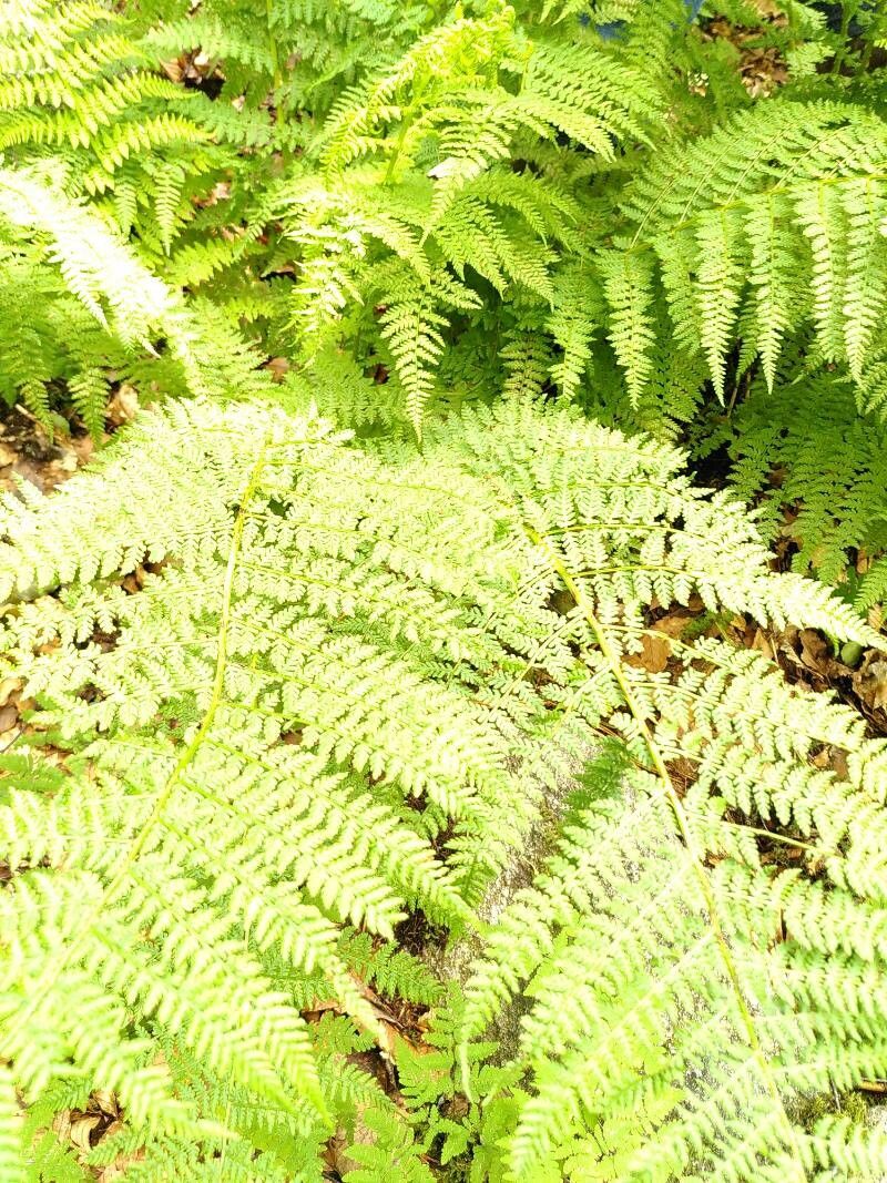 Athyrium dissitifolium — houseplant care guide