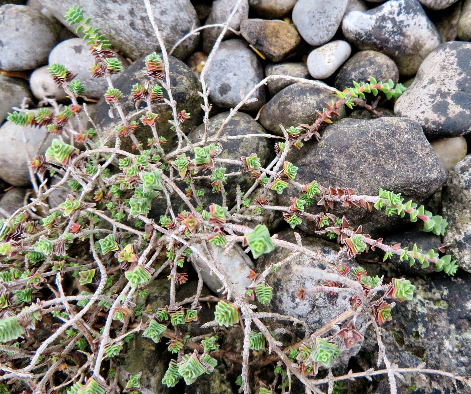 Thymus sipyleus habit