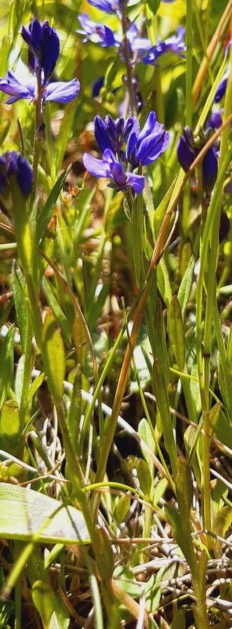 Polygala serpyllifolia leaf