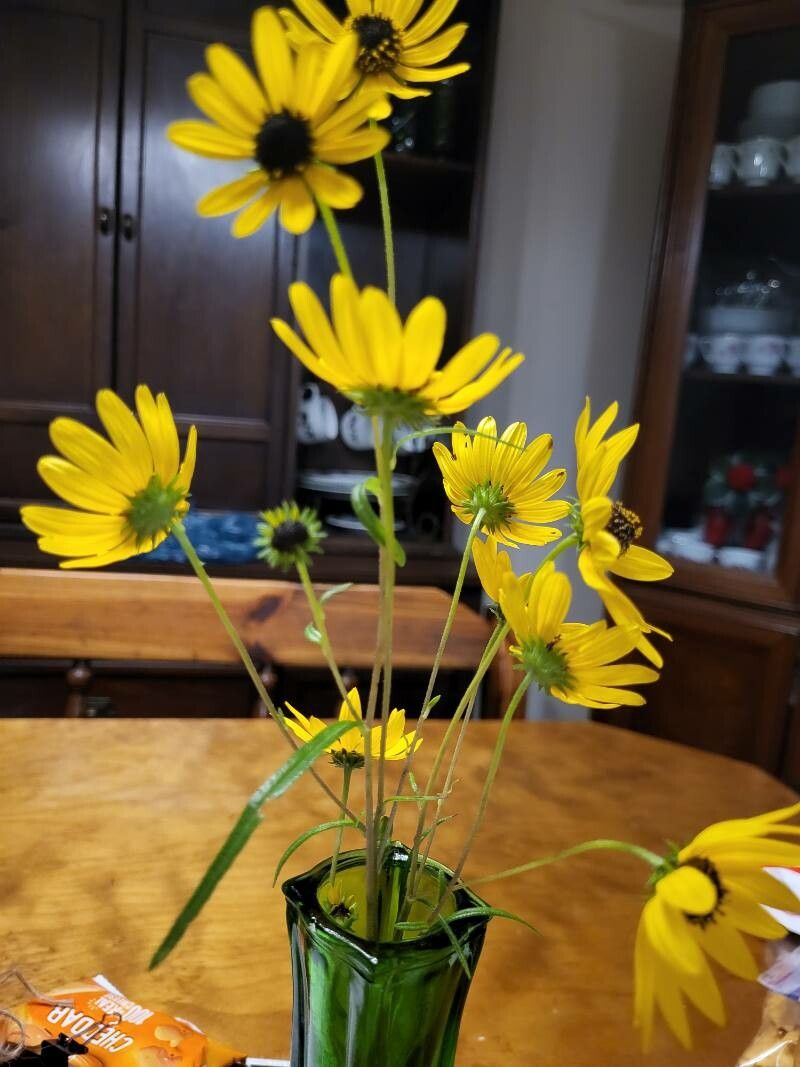 Helianthus angustifolius leaf