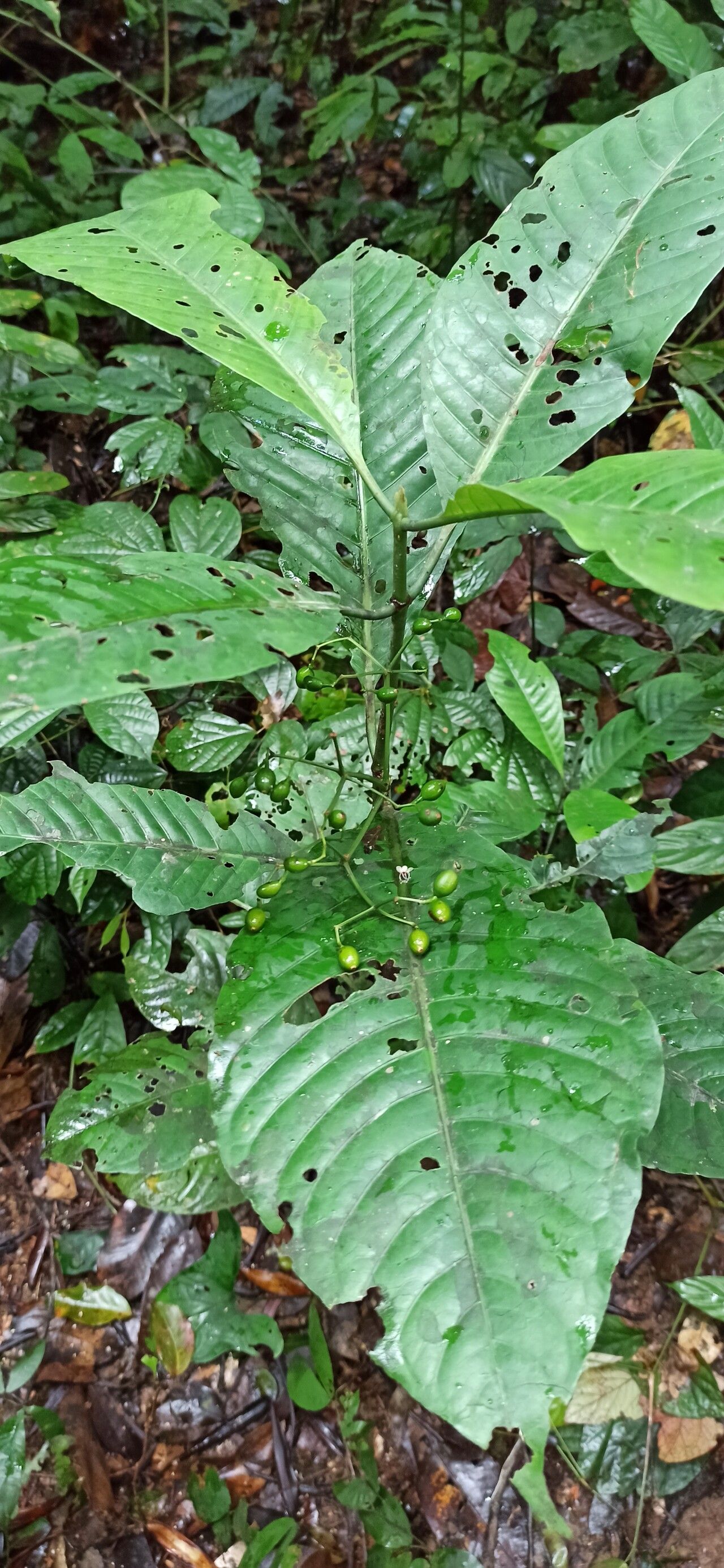 Psychotria lucens fruit