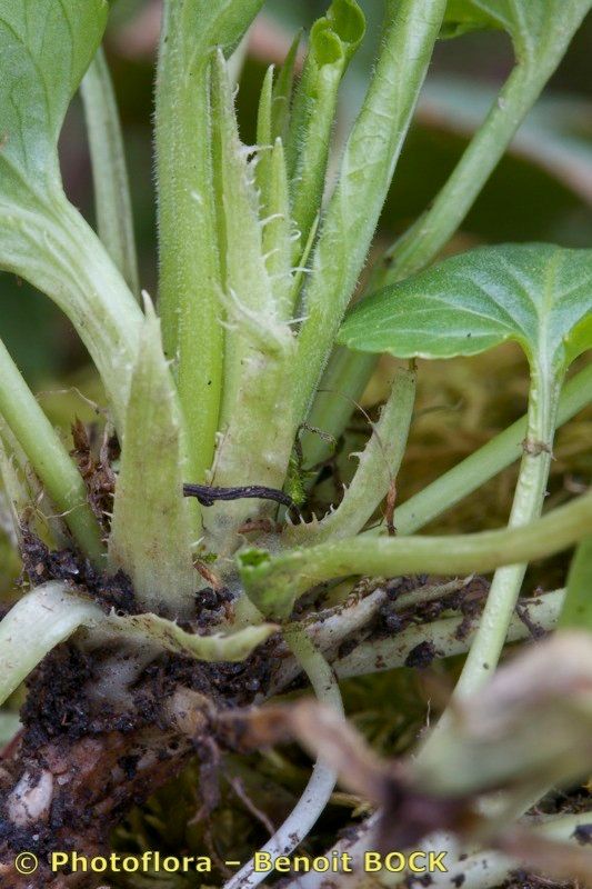 Viola suavis bark