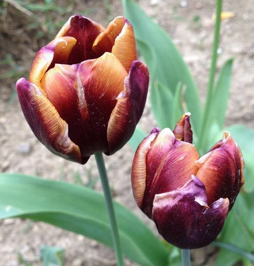Tulipa grengiolensis flower