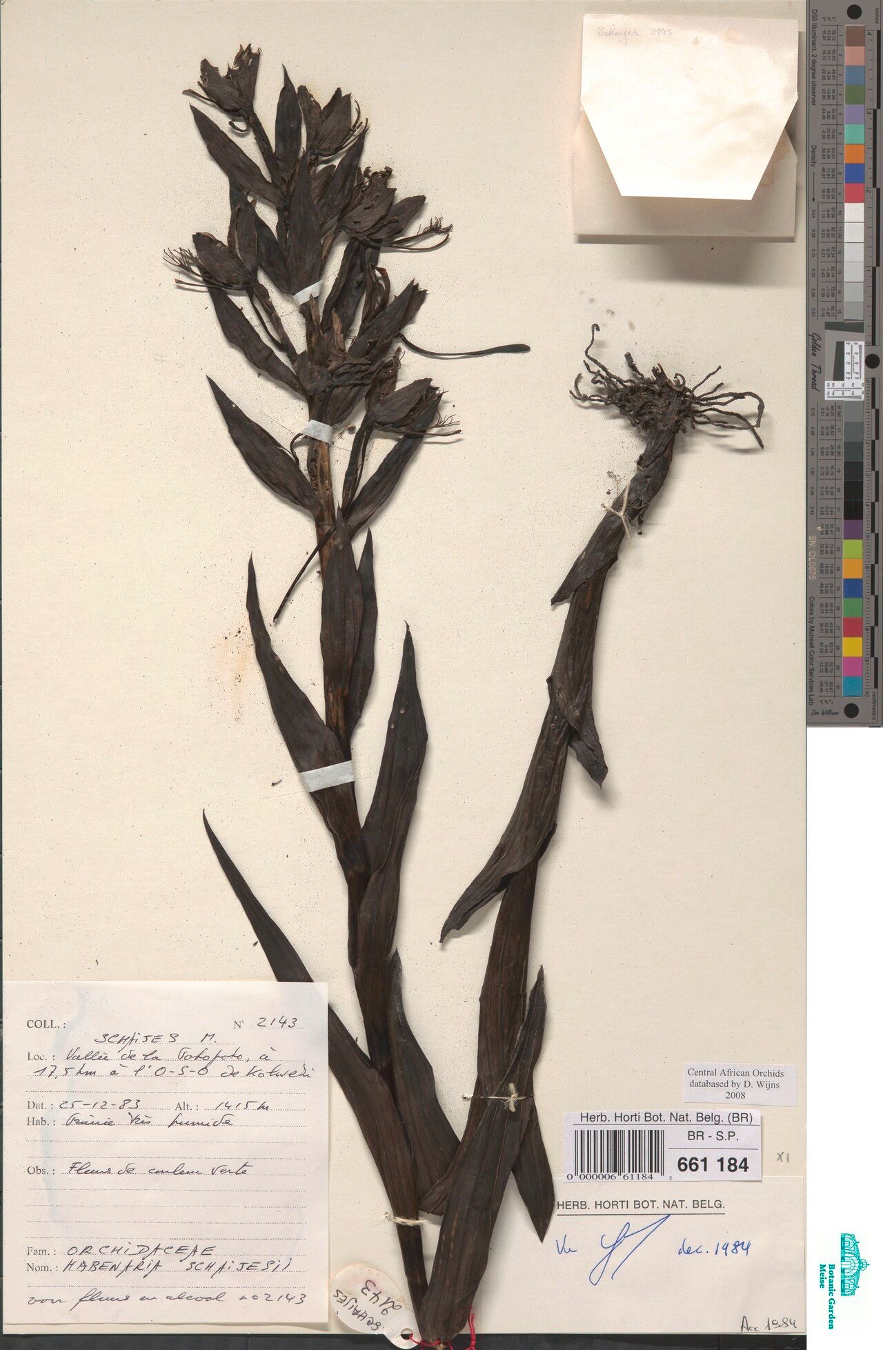 Habenaria schaijesii — houseplant care guide