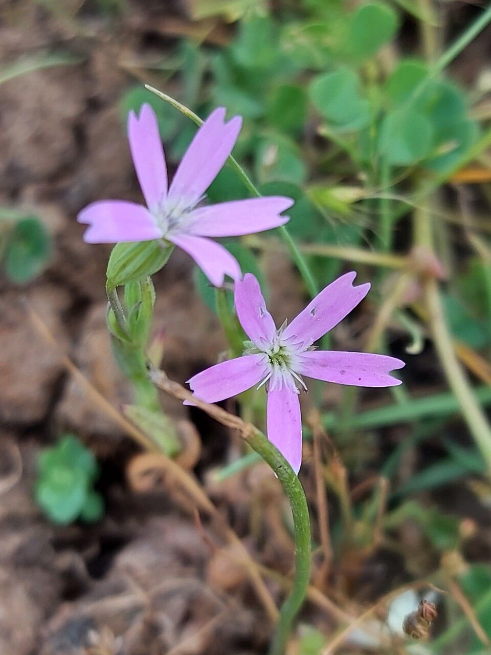 Eudianthe laeta flower