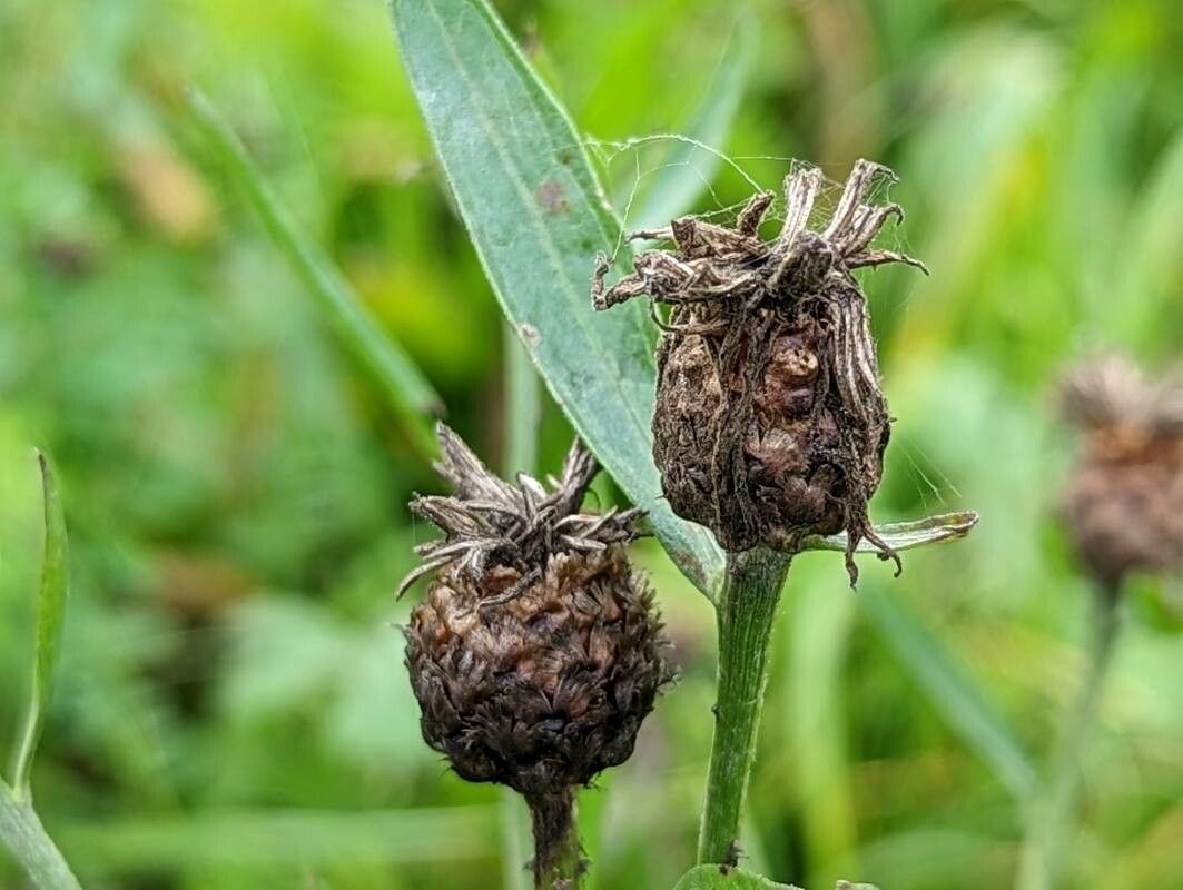 Centaurea jacea fruit