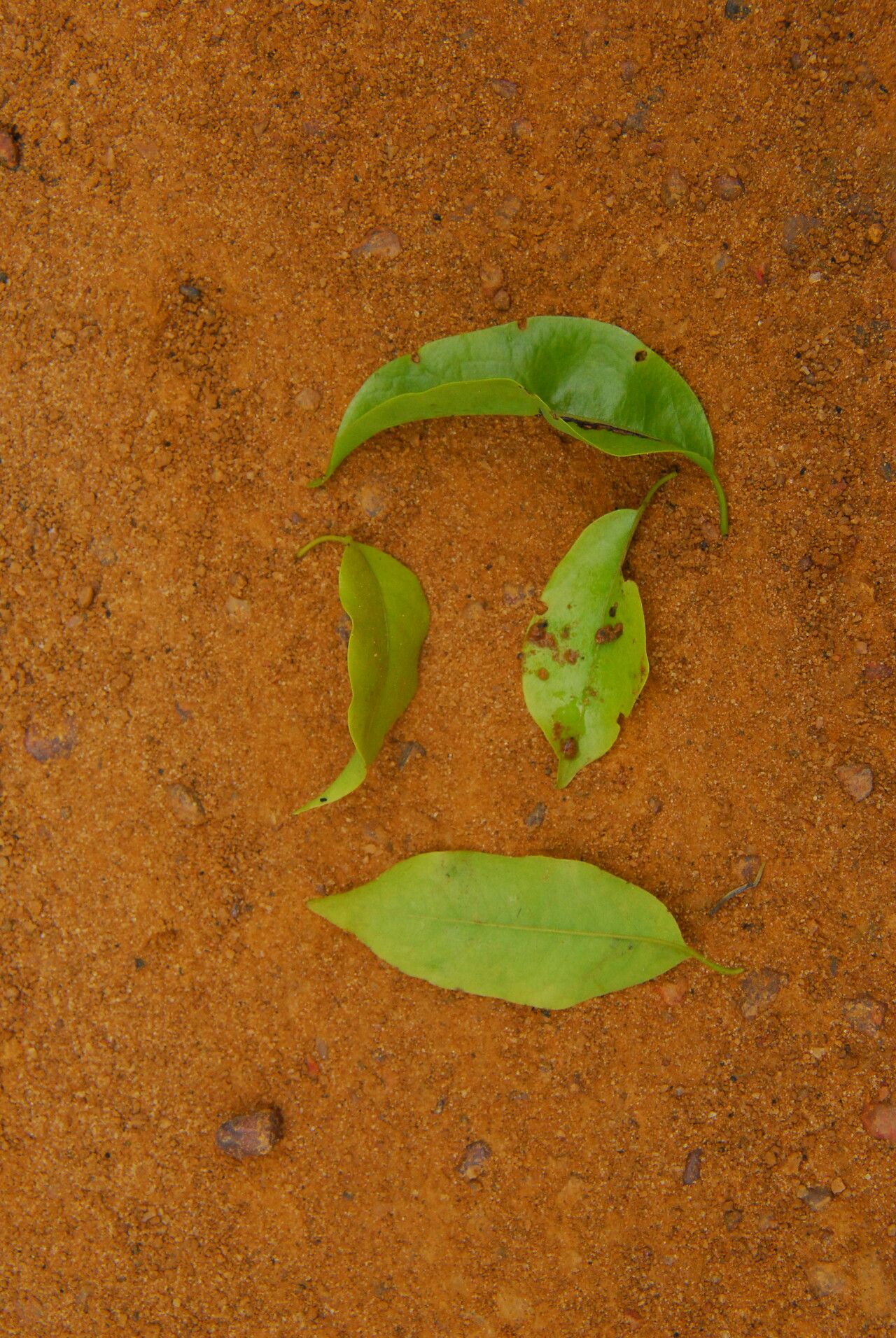 Terminalia hylodendron habit