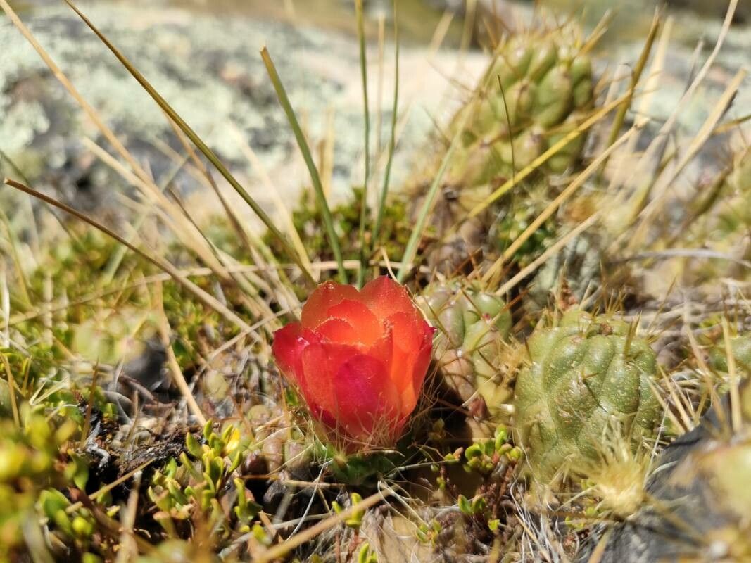 Austrocylindropuntia floccosa flower