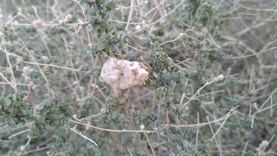 Atriplex polycarpa other