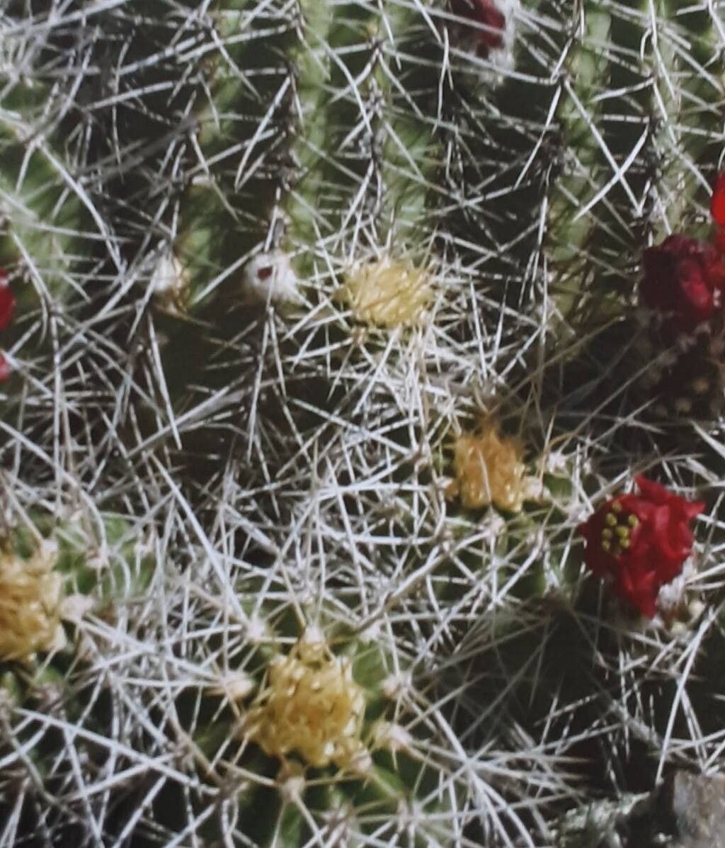 Echinocereus yavapaiensis — search result for 'Echinocereus'