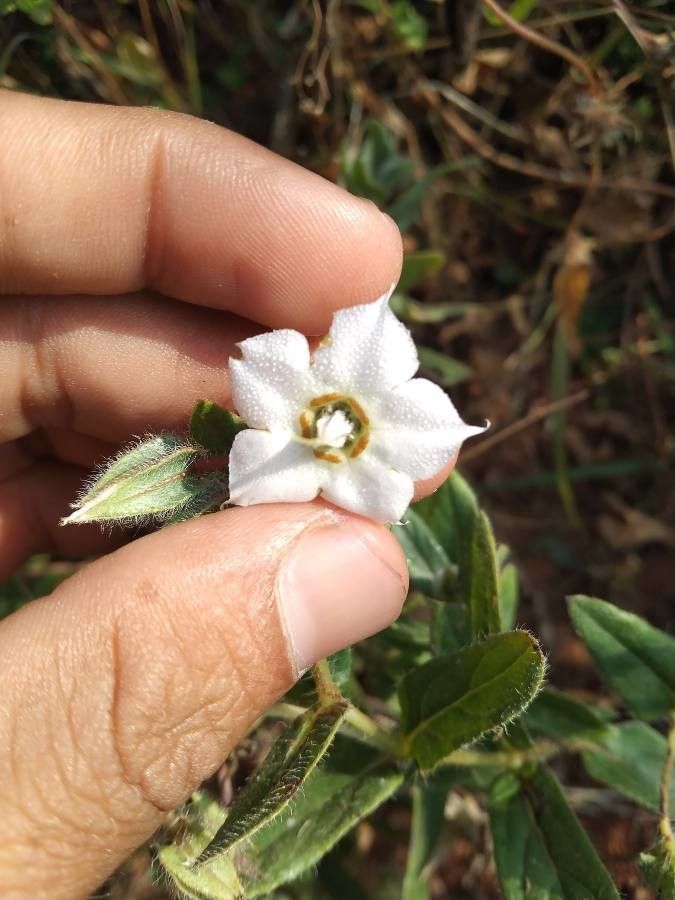 Trichodesma indicum flower