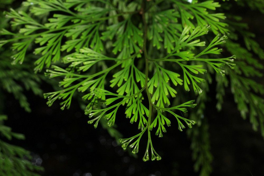 Odontosoria angustifolia habit