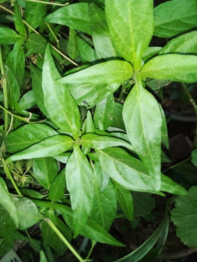 Andrographis paniculata — search result for 'Pakistan'