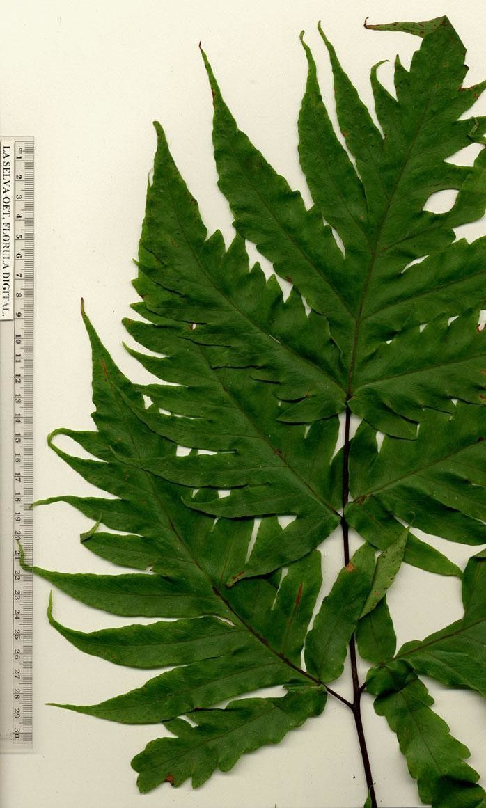 Tectaria athyrioides — related species from the same genus